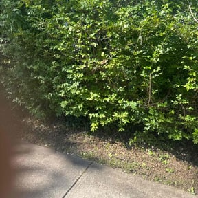 Bush Trimming by Tim&#039;s lawn service reviewed on October 20, 2025