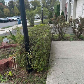 Bush Trimming by Gators Home Improvements LLC reviewed on November 4, 2025