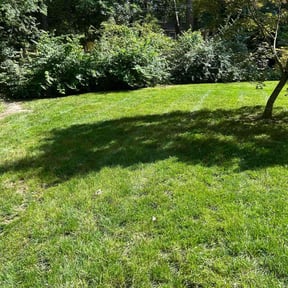 lawn maintenance by Angel Domenech reviewed on May 8, 2024