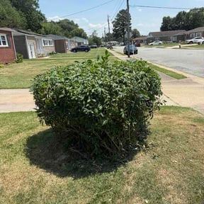 Bush Trimming by Lahwah Landscaping reviewed on June 14, 2026