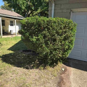 Bush Trimming by B&amp;SS reviewed on November 10, 2025