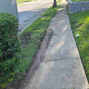 Bush Trimming by Mario reviewed on November 24, 2025