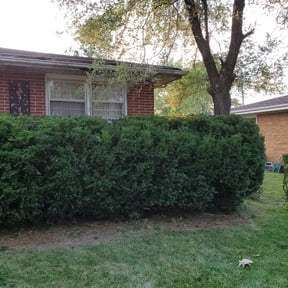 Bush Trimming by Solis lawn care reviewed on August 21, 2025