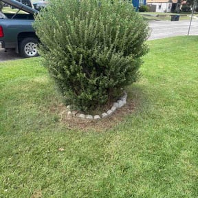 Bush Trimming by Paradise Eden Landscaping reviewed on June 27, 2026