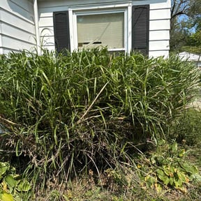 Bush Trimming by Reil Lawn Company LLC reviewed on August 20, 2025