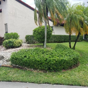Bush Trimming by Student Loan Payment Lawn Care reviewed on August 20, 2025