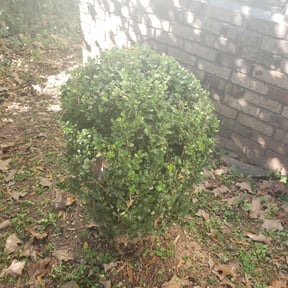 Bush Trimming by Bobcat Lawns reviewed on August 14, 2025