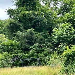 Bush Trimming by Joe's Home Services reviewed on November 23, 2025