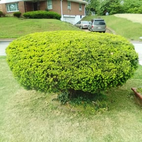 Bush Trimming by Mora Brothers Tree and Landscaping reviewed on August 20, 2025