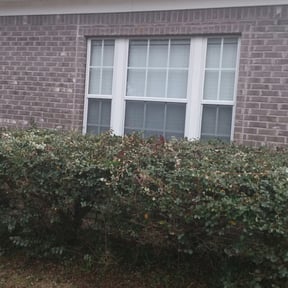 Bush Trimming by Contreras Outdoors reviewed on August 21, 2025