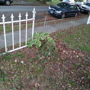 Bush Trimming by Earth Lawn Care LLC reviewed on August 18, 2025