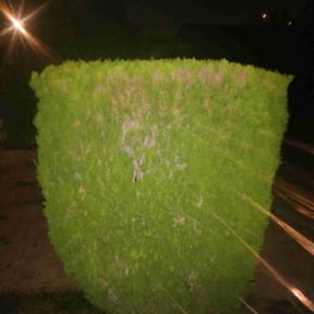 Bush Trimming by LoneStar Mow Pros reviewed on December 3, 2025