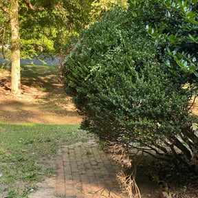 Bush Trimming by Bobby&#039;s Lawn &amp; Home Maintenance LLC reviewed on June 21, 2023
