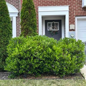 Bush Trimming by CNR Landscaping reviewed on June 15, 2026
