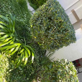 Bush Trimming by C.A.N. Lawn services llc reviewed on August 21, 2025