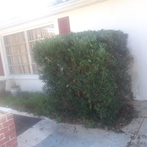 Bush Trimming by All works llc reviewed on August 15, 2025