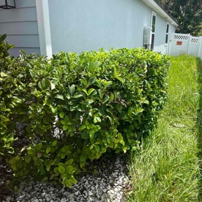 Bush Trimming by Parker services reviewed on October 18, 2025