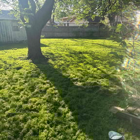 landscaping by Texas Services SA reviewed on August 16, 2025