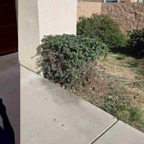 Bush Trimming by Mark Cowper reviewed on January 20, 2026