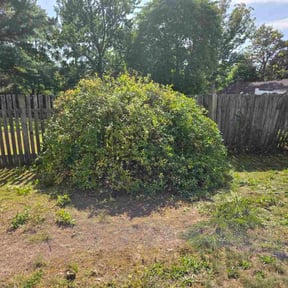 Bush Trimming by Acheys landscaping LLC reviewed on October 20, 2025