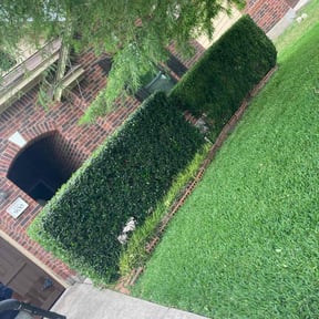 Bush Trimming by M.A.C & Utilities llc. reviewed on August 14, 2025