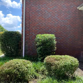 Bush Trimming by Precision Lawn Care of VA reviewed on August 16, 2025