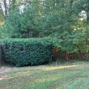 Bush Trimming by Sun valley lawn care reviewed on August 19, 2025