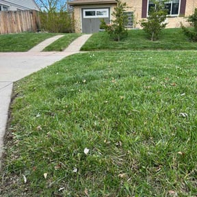 lawn care by TARLY &amp; SONS LAWNCARE reviewed on May 19, 2022