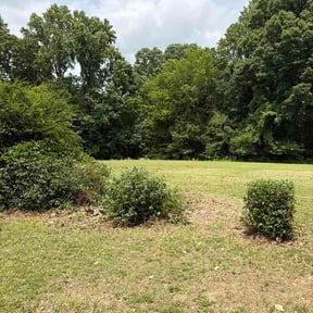 Bush Trimming by Standard Outdoor Co. reviewed on June 28, 2026