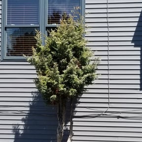 Bush Trimming by Pro Lawns 320 reviewed on July 11, 2025