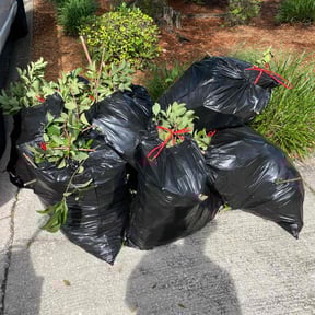 Bush Trimming by Scott Lawncare reviewed on August 21, 2025