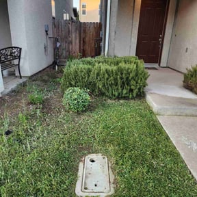 Bush Trimming by Thorn City Maintenance reviewed on August 14, 2025