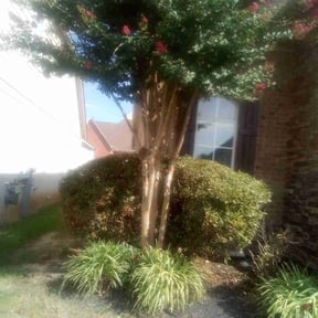Bush Trimming by City Boys Lawn and Care reviewed on August 17, 2025