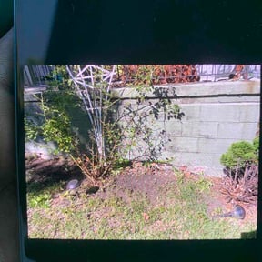 Flower Bed Weeding by GREAT LAWN SERVICE LLC reviewed on July 3, 2026