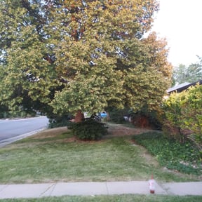 Bush Trimming by FW Home Solutions reviewed on August 19, 2025