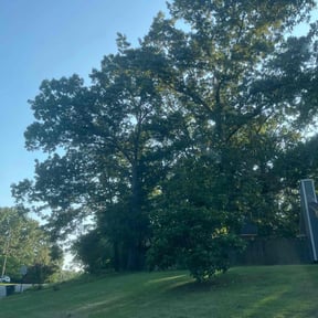 lawn service by Jus Biznizz Landscaping LLC reviewed on April 27, 2024