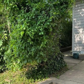 Bush Trimming by Bizy B's Lawn Services &amp; Pressure Washing reviewed on November 24, 2025