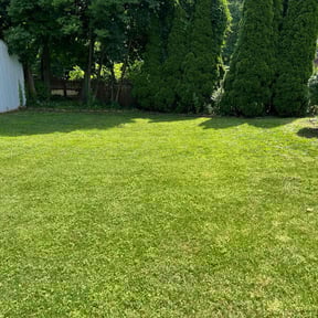 yard care by FoggaNation’s Divine Lawn Care reviewed on August 15, 2025