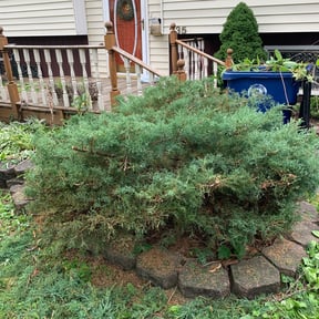 Bush Trimming by Blades & Bloom Lawn Care LLC reviewed on August 17, 2025