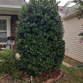 Bush Trimming by Solid Ground Landscaping reviewed on August 19, 2025