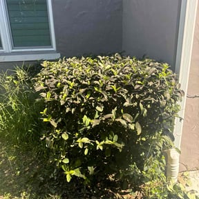 Bush Trimming by Vazquez Exterior Maintenance reviewed on August 17, 2025