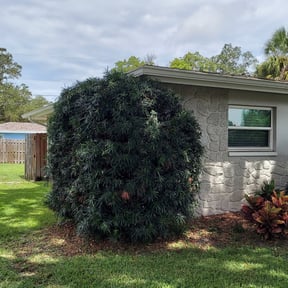 Bush Trimming by Dj Fresh cuts reviewed on August 17, 2025
