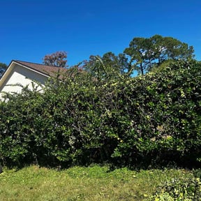 Bush Trimming by J&C Lawn and Home Maintenance reviewed on August 16, 2025