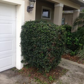 Bush Trimming by First Choice Landscaping of St Augustine reviewed on August 18, 2025