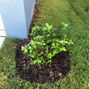 Flower Bed Weeding by Brookes Lawnscape reviewed on August 21, 2025
