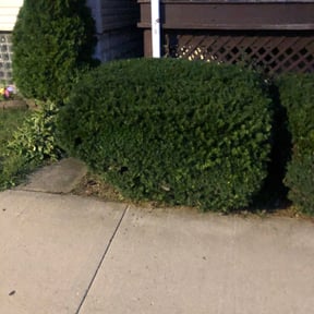Bush Trimming by Pensacola Lawn & Garden reviewed on August 18, 2025