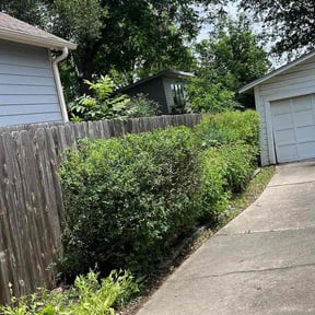Bush Trimming by Landscaping BY ARSA reviewed on May 15, 2026