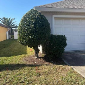 Leaf Removal by Andre Lawns reviewed on November 27, 2024