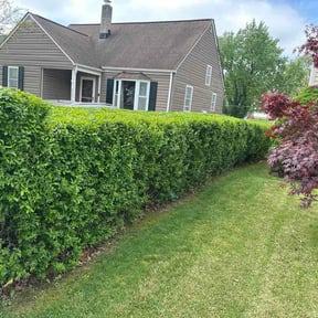 Bush Trimming by Mann Services reviewed on April 22, 2026