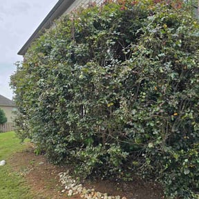 Bush Trimming by J's Trusty Turf reviewed on June 1, 2026